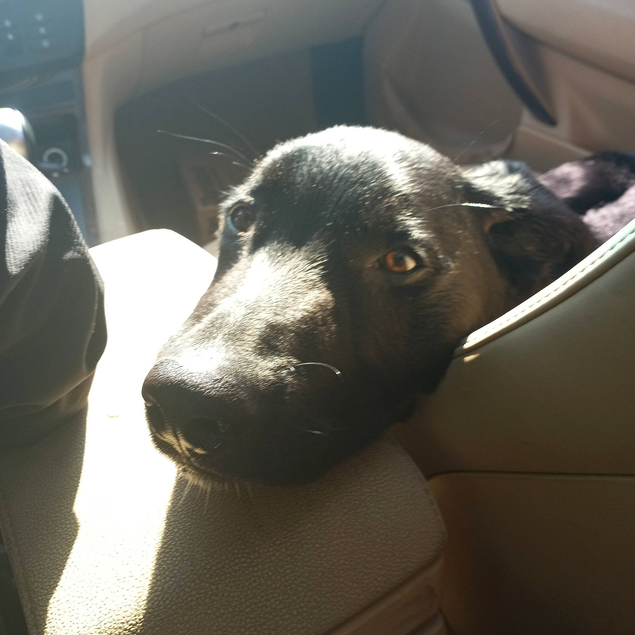 Barney joined the competition — help win amazing prizes! borador, canidae, carnivore, comfort, companion_dog, dog, dog_breed, ear, flooring, fur, guard_dog, non_sporting_group, selfie, snout, sporting_group, terrestrial_animal, tints_and_shades, whiskers, window, working_animal