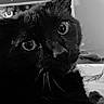 cat, black_cat, pet, feline, animal, close_up, portrait, whiskers, eyes, ears, nose, fur, black_and_white, monochrome, indoor, bed, bedding, patterned_fabric, curious, relaxed