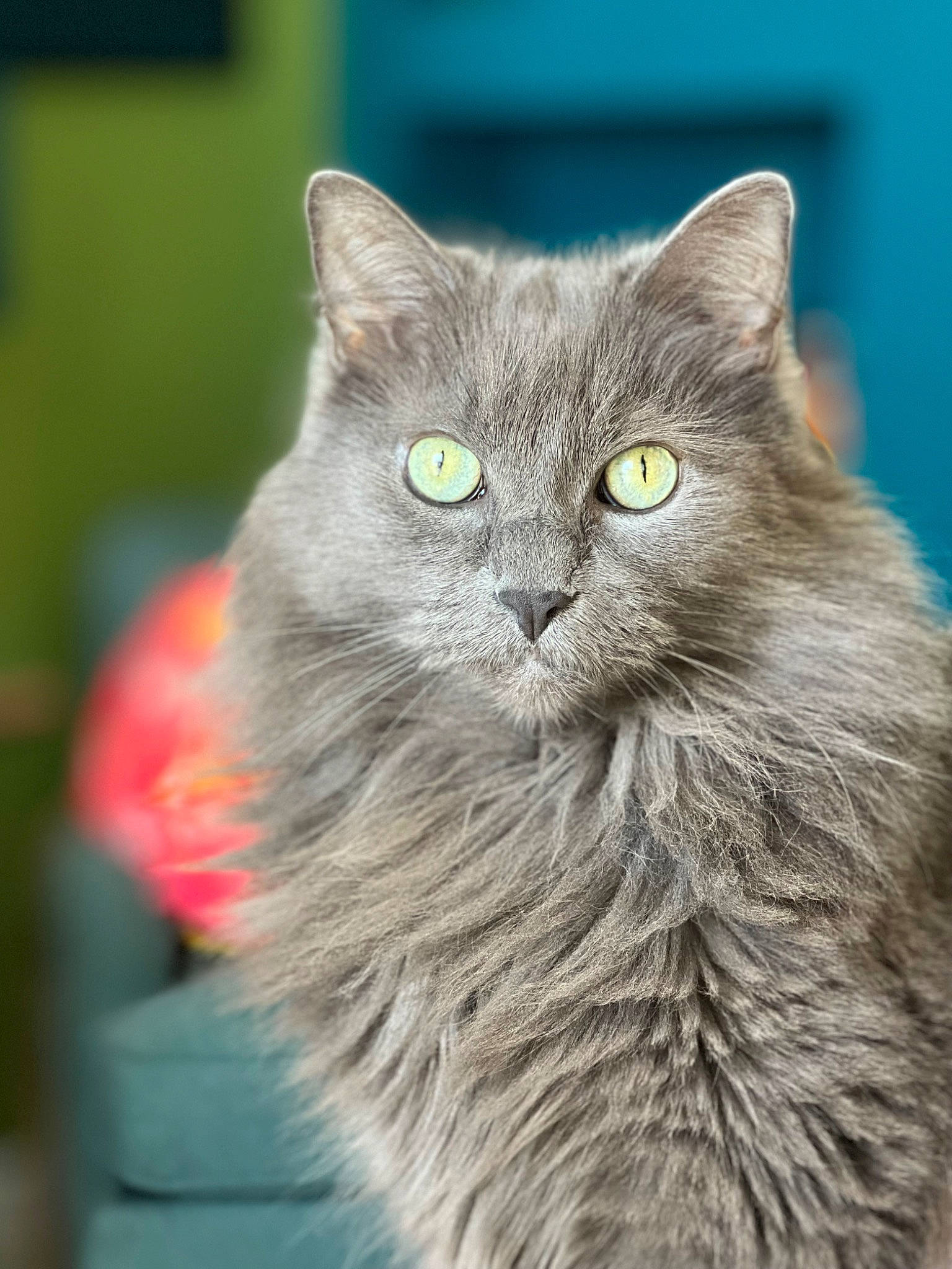 Simona is registered to the contest to win money with this photo: british_longhair, carnivore, cat, domestic_short_haired_cat, eye, felidae, fur, grey, small_to_medium_sized_cats, snout, tail, terrestrial_animal, whiskers