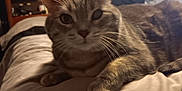 Pippy joined the competition — help win amazing prizes! cat, tabby_cat, red_bow, bed, indoor, feline, pet, fur, whiskers, animal, cute, resting, closeup, domestic_cat, bedroom, soft_lighting, curious, paw, lying_down, cozy
