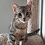 Pippy joined the competition — help win amazing prizes! cat, kitten, tabby, gray, carpeted_cat_tree, pet, feline, indoor, cute, animal, whiskers, ears, tail, fur, paws, young, curious, standing, looking, domestic_cat