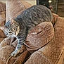 Pippy joined the competition — help win amazing prizes! cat, gray_tabby, feline, pet, couch, furniture, living_room, cozy, relaxed, paw, textured, indoor, home, resting, comfortable, animal, cute, fur, whiskers, sleepy
