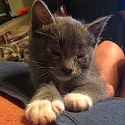 Raven joined the competition — help win amazing prizes! kitten, cat, gray_cat, white_paws, sleeping, close_up, indoor, pet, feline, whiskers, cute, animal, resting, cozy, fur, domestic_cat, young_cat, relaxation, human_arm, soft_lighting