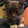 Raven joined the competition — help win amazing prizes! kitten, cat, gray_fur, white_paws, whiskers, indoor, hand, lap, pet, cute, animal, feline, young, fur, closeup, domestic, small, resting, person, cozy