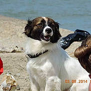 Tigrou a rejoint le concours — aidez-le/la à gagner de superbes lots ! canidae, carnivore, companion_dog, dog, dog_breed, drentse_patrijshond, french_spaniel, karakachan_dog, kooikerhondje, mammal, moscow_watchdog, mucuchies, pyrenean_mastiff, rafeiro_do_alentejo, rare_breed_dog, setter, sporting_group, st_bernard, tornjak, vertebrate