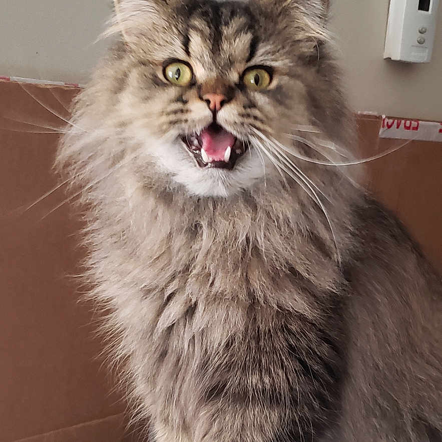 Oscar
