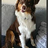 Avielle a rejoint le concours — aidez-le/la à gagner de superbes lots ! dog, australian_shepherd, brown_and_white, fluffy, long_hair, sitting, couch, sofa, blanket, indoor, home, portrait, pet, companion_animal, head_tilt, open_mouth, happy, blue_eyes, tail, photography