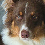 Avielle participe au concours pour gagner de l'argent avec cette photo : dog, brown_and_white, fluffy, long_hair, close_up, portrait, face, eyes, nose, snout, fur, white_chest, brown_fur, pet, animal, looking_at_camera, symmetrical, outdoor, dramatic, photography