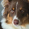 dog, brown_and_white, fluffy, long_hair, close_up, portrait, face, eyes, nose, snout, fur, white_chest, brown_fur, pet, animal, looking_at_camera, symmetrical, outdoor, dramatic, photography