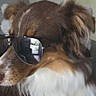 Avielle participe au concours pour gagner de l'argent avec cette photo : dog, sunglasses, fluffy, brown_and_white, long_hair, collie, pet, portrait, close_up, couch, indoors, sitting, relaxed, fashionable, funny, accessory, fur, animal, home, photography