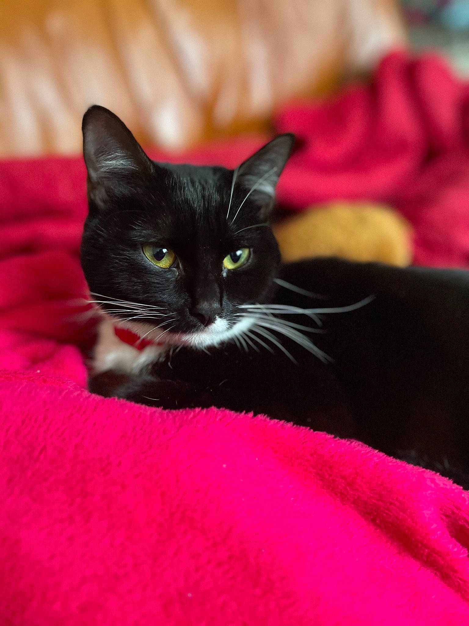 Bebou a rejoint le concours — aidez-le/la à gagner de superbes lots ! black, black_cat, carnivore, cat, comfort, domestic_short_haired_cat, felidae, fur, linens, magenta, pink, small_to_medium_sized_cats, snout, terrestrial_animal, vertebrate, whiskers