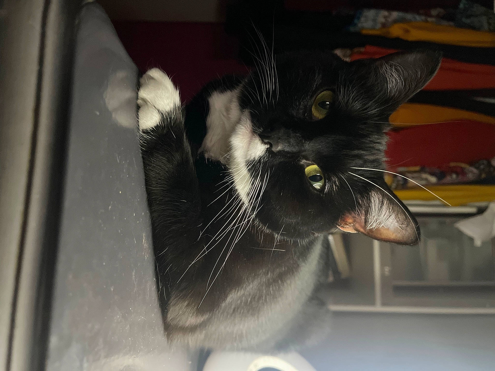 Bebou a rejoint le concours — aidez-le/la à gagner de superbes lots ! black_cat, carnivore, cat, claw, comfort, domestic_short_haired_cat, ear, felidae, fur, monochrome_photography, small_to_medium_sized_cats, snout, vehicle_door, whiskers, window, windshield