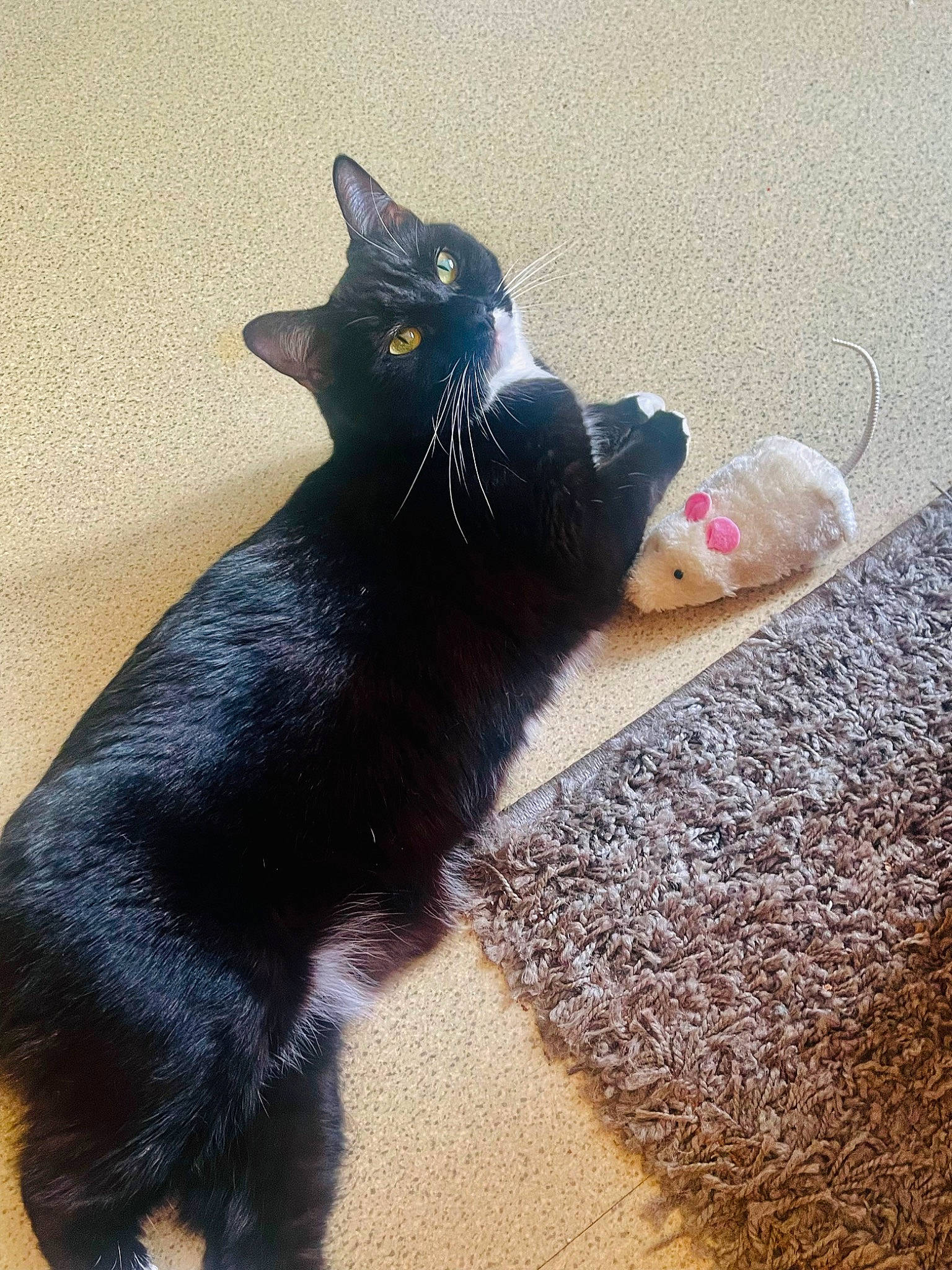 Bebou participe au concours pour gagner de l'argent avec cette photo : black_cat, bombay, carmine, carnivore, cat, claw, domestic_short_haired_cat, felidae, flooring, foot, fur, grey, paw, shadow, sitting, small_to_medium_sized_cats, snout, tail, terrestrial_animal, whiskers