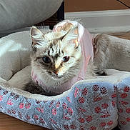 Afrodite joined the competition — help win amazing prizes! cat, kitten, pet, animal, fluffy, long_hair, pink_clothing, pet_bed, blanket, indoor, home, wooden_floor, sunlight, portrait, sitting, lying_down, blue_eyes, whiskers, cozy, cute