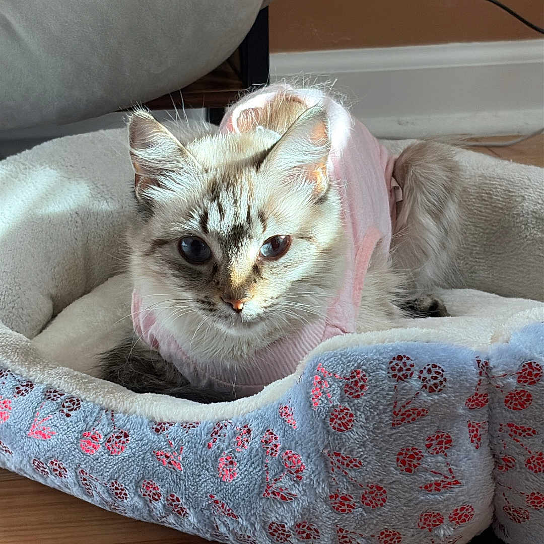 Afrodite joined the competition — help win amazing prizes! cat, kitten, pet, animal, fluffy, long_hair, pink_clothing, pet_bed, blanket, indoor, home, wooden_floor, sunlight, portrait, sitting, lying_down, blue_eyes, whiskers, cozy, cute