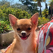 Chichi a rejoint le concours — aidez-le/la à gagner de superbes lots ! dog, chihuahua, small_dog, smiling, tongue_out, outdoor, sunny, garden, plants, greenery, trees, palm_tree, pet, cute, happy, animal, canine, fur, closeup, portrait