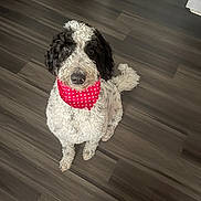 Luna joined the competition — help win amazing prizes! animal, bandana, black_and_white, companion, curly_fur, cute, dog, domestic_dog, ears, flooring, friendly, fur, heart_pattern, indoor, looking_up, pet, red_bandana, sitting, tail, wooden_floor