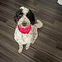 animal, bandana, black_and_white, companion, curly_fur, cute, dog, domestic_dog, ears, flooring, friendly, fur, heart_pattern, indoor, looking_up, pet, red_bandana, sitting, tail, wooden_floor