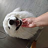 Anko a rejoint le concours — aidez-le/la à gagner de superbes lots ! dog, white, fluffy, pet, happy, indoor, hand, flooring, cabinet, smiling, canine, fur, domestic_animal, animal, closeup, mouth_open, tongue, paw, human, scratching
