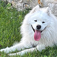 Anko a rejoint le concours — aidez-le/la à gagner de superbes lots ! animal, canine, cute, dog, fluffy, friendly, fur, grass, happy, laying_down, nature, outdoor, pet, playful, portrait, stone_wall, summer, tongue, tongue_out, white_dog