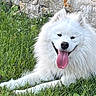 animal, canine, cute, dog, fluffy, friendly, fur, grass, happy, laying_down, nature, outdoor, pet, playful, portrait, stone_wall, summer, tongue, tongue_out, white_dog
