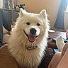 dog, white_dog, fluffy, smiling, pet, indoor, couch, table, remote_control, person, legs, foot, sitting, shelf, household_items, curtain, window, happy, living_room, cozy