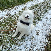 Anko participe au concours pour gagner de l'argent avec cette photo : dog, white_dog, samoyed, snow, path, grass, outdoor, pet, animal, leash, happy, smiling, fur, nature, winter, greenery, sitting, cute, canine, daylight