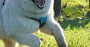 Anko participe au concours pour gagner de l'argent avec cette photo : animal, canine, daytime, dog, fluffy, grass, greenery, happy, harness, leaping, leash, nature, outdoor, people, pet, playful, running, sunlight, walking, white_dog