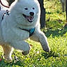 Anko participe au concours pour gagner de l'argent avec cette photo : dog, white_dog, fluffy, grass, outdoor, leaping, harness, sunlight, happy, pet, canine, running, nature, greenery, playful, animal, walking, people, leash, daytime