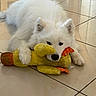 dog, white_dog, fluffy_dog, toy, plush_toy, duck_toy, floor, tile_floor, indoor, pet, animal, cute, lying_down, paws, snout, ears, black_nose, relaxed, domestic_animal, companion