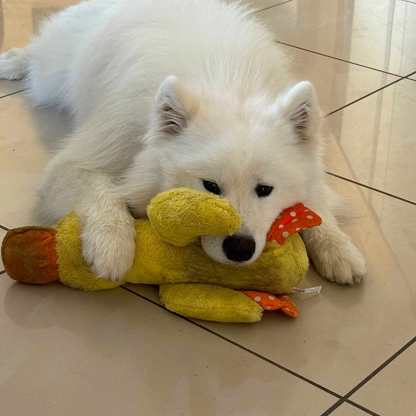 Anko participe au concours pour gagner de l'argent avec cette photo : dog, white_dog, fluffy_dog, toy, plush_toy, duck_toy, floor, tile_floor, indoor, pet, animal, cute, lying_down, paws, snout, ears, black_nose, relaxed, domestic_animal, companion