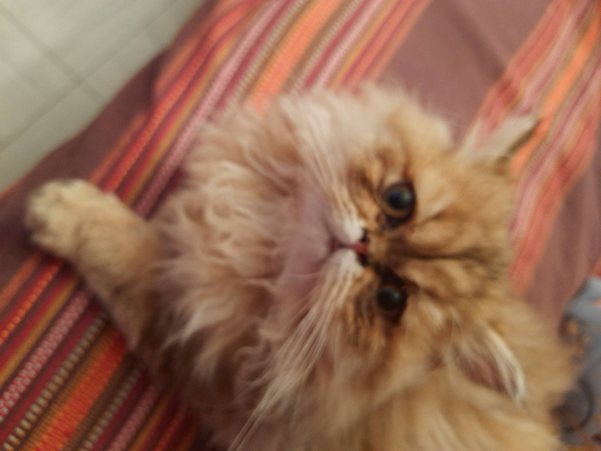 Luna participe au concours pour gagner de l'argent avec cette photo : british_longhair, carnivore, cat, comfort, companion_dog, fawn, felidae, flooring, fur, hardwood, liver, natural_material, persian, small_to_medium_sized_cats, tail, terrestrial_animal, whiskers, wood, working_animal