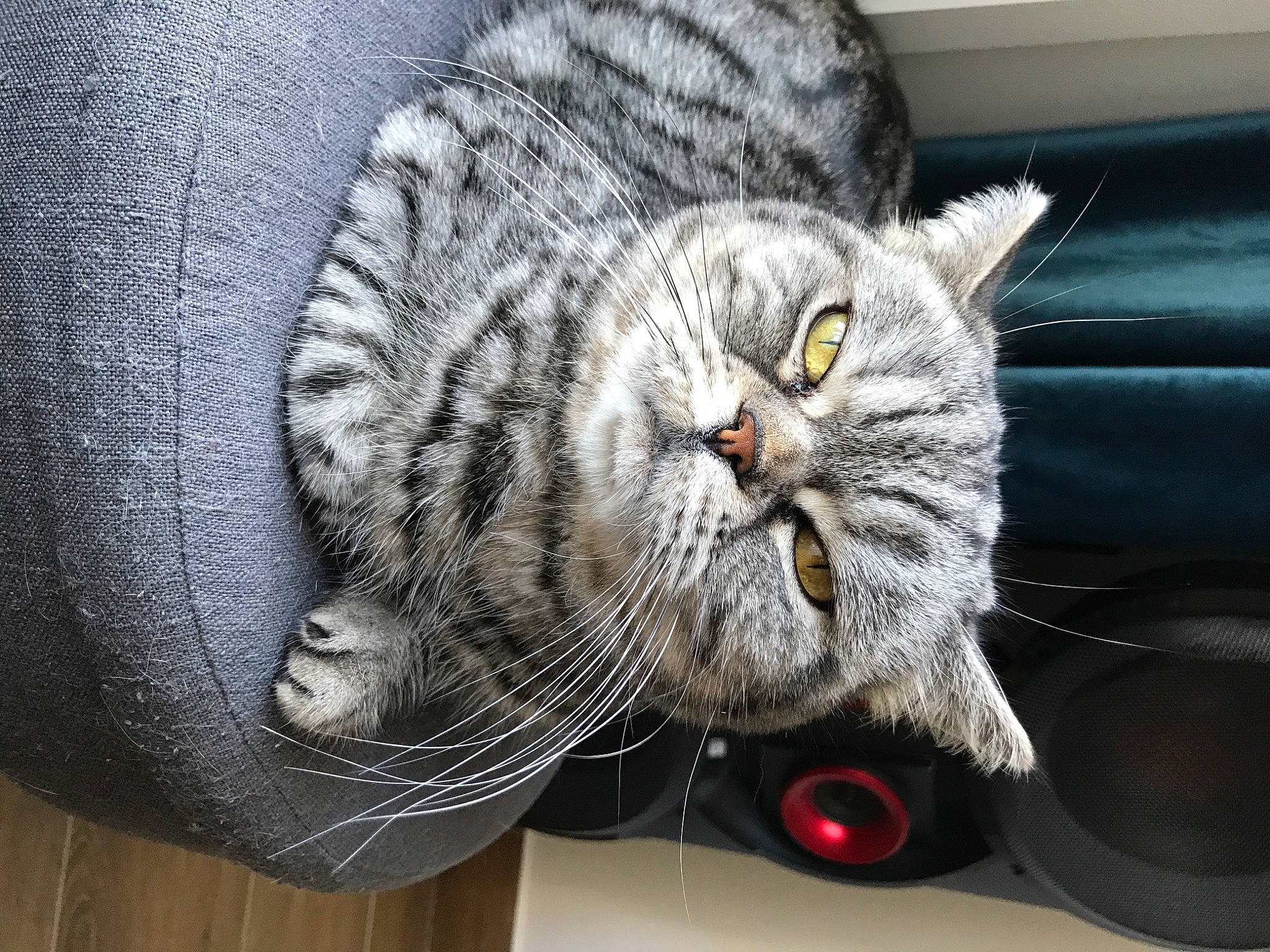 Cookie participe au concours pour gagner de l'argent avec cette photo : carnivore, cat, claw, comfort, domestic_short_haired_cat, felidae, fur, grey, paw, plant, small_to_medium_sized_cats, snout, tail, whiskers