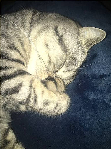 Cookie a rejoint le concours — aidez-le/la à gagner de superbes lots ! art, carnivore, cat, comfort, darkness, domestic_short_haired_cat, eye, felidae, fur, grey, meteorological_phenomenon, nap, paw, sky, small_to_medium_sized_cats, snout, tail, terrestrial_animal, whiskers, window