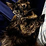 Butterscotch joined the competition — help win amazing prizes! cat, tortoiseshell, fur, pet, animal, indoor, blue_background, plaid, cozy, whiskers, curious, relaxed, fur_pattern, mammal, cute, domestic, sleeping_area, closeup, soft, companion