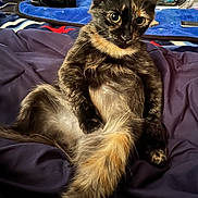 Butterscotch is registered to the contest to win money with this photo: cat, tortoiseshell, pet, animal, feline, fur, bed, blanket, indoor, curious, sitting, wide_eyes, cozy, domestic, whiskers, tail, ears, relaxed, closeup, portrait