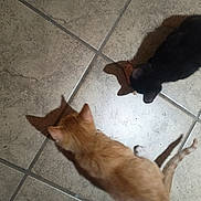 Puss is registered to the contest to win money with this photo: animal, black_cat, cat, companions, curious, cute, domestic_animal, exploring, feline, floor, indoor, kitten, orange_cat, pet, playful, shadow, tile_floor, two_cats, walking, young