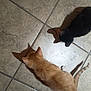 animal, black_cat, cat, companions, curious, cute, domestic_animal, exploring, feline, floor, indoor, kitten, orange_cat, pet, playful, shadow, tile_floor, two_cats, walking, young