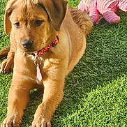 Rosie joined the competition — help win amazing prizes! dog, puppy, golden, grass, outdoor, lying_down, red_collar, pet, animal, cute, floppy_ears, brown_fur, front_legs, paws, stuffed_toy, pink_toy, sunlight, lawn, portrait, playful