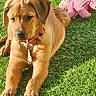 dog, puppy, golden, grass, outdoor, lying_down, red_collar, pet, animal, cute, floppy_ears, brown_fur, front_legs, paws, stuffed_toy, pink_toy, sunlight, lawn, portrait, playful