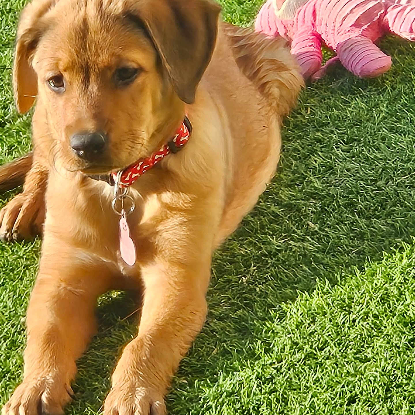 Rosie