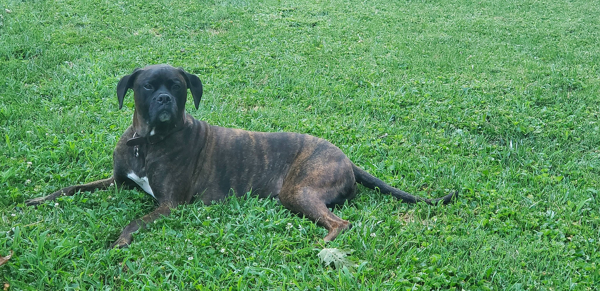 Chance is registered to the contest to win money with this photo: alaunt, boerboel, boxer, bullmastiff, cane_corso, canidae, carnivore, companion_dog, dog, dog_breed, grass, guard_dog, mammal, molosser, perro_de_presa_canario, plant, rare_breed_dog, sporting_group, vertebrate, working_dog