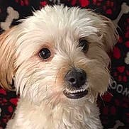 Twinkie joined the competition — help win amazing prizes! dog, fluffy, white_dog, pet, smiling, cute, animal, portrait, closeup, canine, fur, nose, ears, teeth, background_pattern, paw_prints, dog_bones, indoors, friendly, adorable