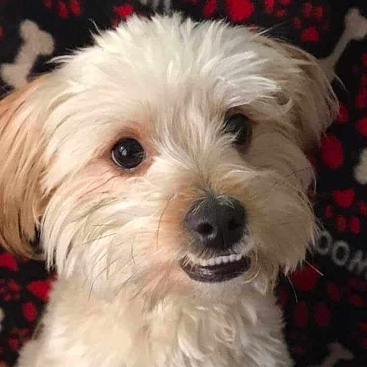 Twinkie joined the competition — help win amazing prizes! dog, fluffy, white_dog, pet, smiling, cute, animal, portrait, closeup, canine, fur, nose, ears, teeth, background_pattern, paw_prints, dog_bones, indoors, friendly, adorable