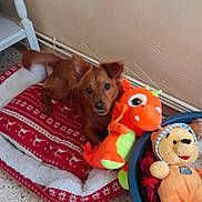 Max participe au concours pour gagner de l'argent avec cette photo : dog, plush_toy, pet_bed, teddy_bear, indoor, floor, wall, basket, toy, brown_dog, cute, animal, resting, cozy, stuffed_animal, red, orange, green, beige, tile_floor