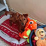 dog, plush_toy, pet_bed, teddy_bear, indoor, floor, wall, basket, toy, brown_dog, cute, animal, resting, cozy, stuffed_animal, red, orange, green, beige, tile_floor