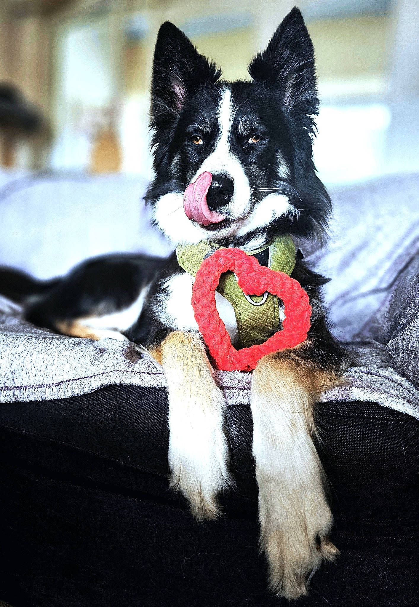 Baïka a rejoint le concours — aidez-le/la à gagner de superbes lots ! canidae, carmine, carnivore, collar, companion_dog, dog, dog_breed, dog_collar, dog_supply, fur, herding_dog, non_sporting_group, paw, snout, sporting_group, tail, toy_dog, whiskers, working_animal, working_dog