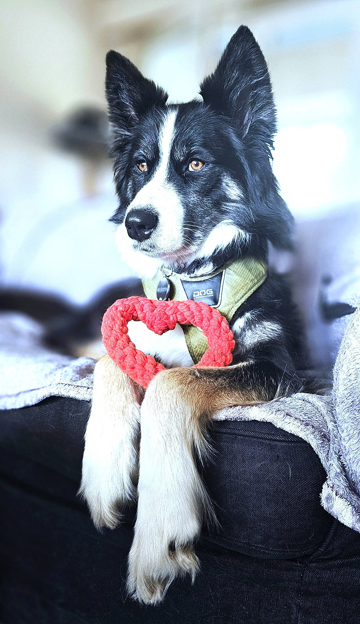 Baïka participe au concours pour gagner de l'argent avec cette photo : canidae, carmine, carnivore, collar, companion_dog, dog, dog_breed, dog_collar, dog_supply, fictional_character, fur, paw, snout, sporting_group, tail, terrestrial_animal, toy, whiskers, working_animal, working_dog