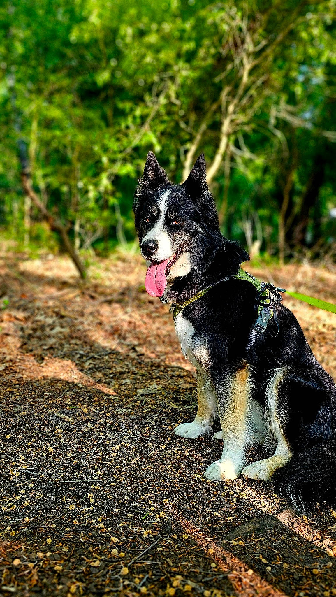 Baïka a rejoint le concours — aidez-le/la à gagner de superbes lots ! border_collie, carnivore, collar, companion_dog, dog, dog_breed, dog_collar, fashion_accessory, grass, herding_dog, leash, mcnab, plant, recreation, tail, terrestrial_animal, tracking_trial, tree, working_animal, working_dog