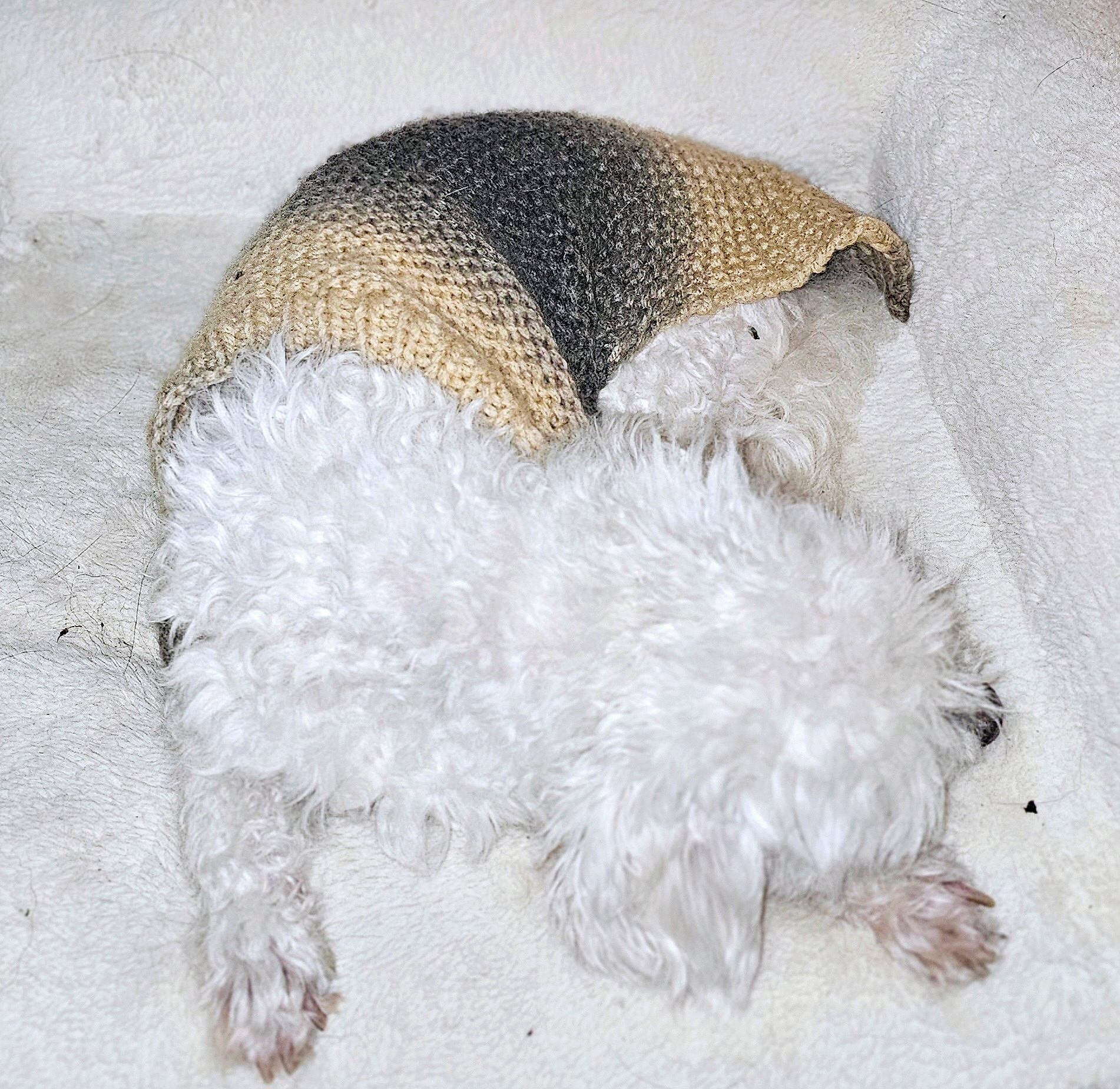 Fripouille a rejoint le concours — aidez-le/la à gagner de superbes lots ! carnivore, comfort, companion_dog, dog, dog_breed, fur, non_sporting_group, paw, tail, terrier, toy_dog, water_dog, working_animal